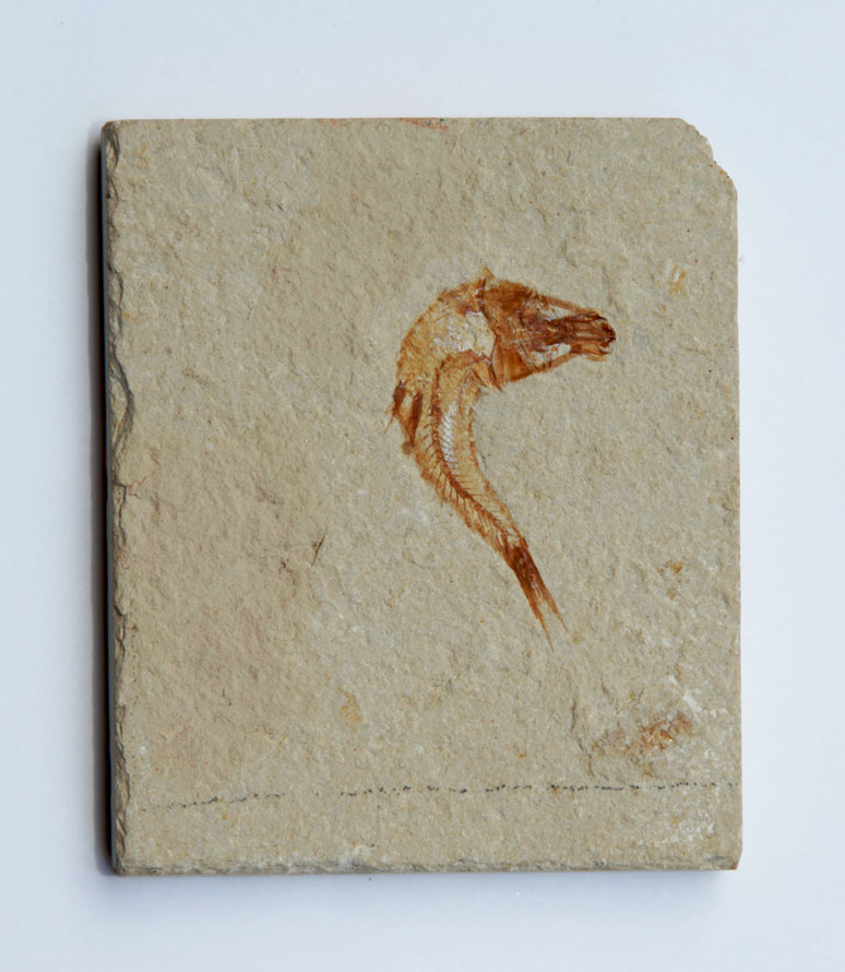 pesce fossile