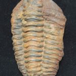 diacalymene