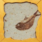 mioplopus