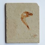 pesce fossile
