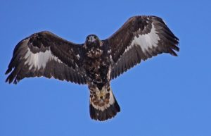 Aquila