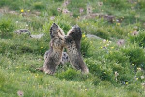Coppia di marmotte