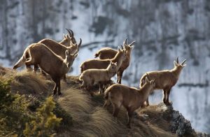 Gruppo di giovani stambecchi